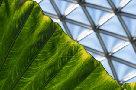 Photo for Highlighted texture of giant taro leaf in botanic garden in Vancouver, British Columbia - Royalty Free Image