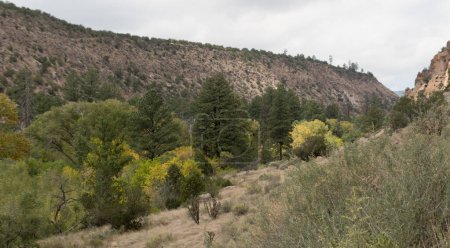 Photo for Trail near cliffs of Frijoles canyon of  Bandelier Park, Los Alamos, New Mexico - Royalty Free Image