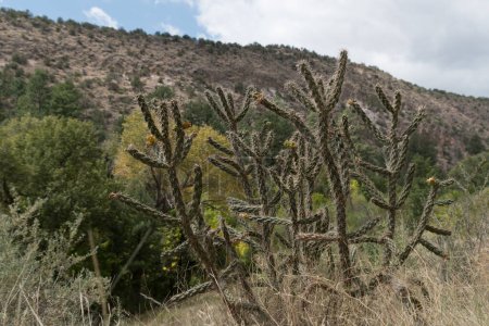 Plantes Cane Cholla Bandelier Park, Los Alamos, Nouveau-Mexique