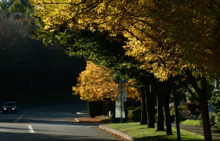 Photo for Golden foliage over residential road during fall season in East Redmond, Eastside, Washington - Royalty Free Image