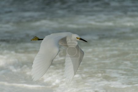 Photo for Snowy Egret flying over surf near Bean Point Beach, Anna Maria Island, Sarasota, Florida - Royalty Free Image