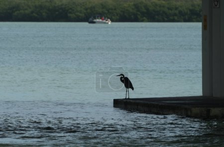 Photo for Silhouette of blue heron hiding in shadow under Johns Pass Bridge, St Pete, Florida - Royalty Free Image