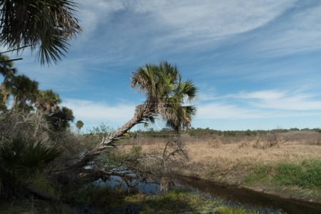 Téléchargez les photos : Matin d'hiver à côté de palmeraie sur les rives de la rivière Myakka, Sarasota, pays des lamantins, Floride - en image libre de droit