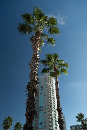 Foto de Palmeras altas compiten por un lugar alto con rascacielos en el centro de San Petersburgo, Florida - Imagen libre de derechos