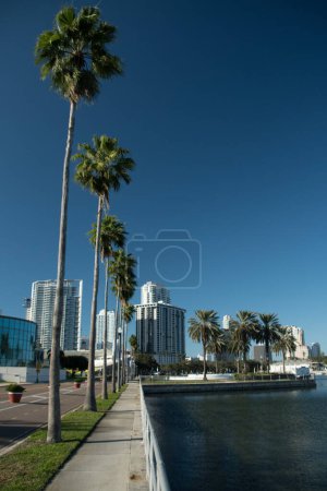 Foto de Fila de palmeras altas en St Pete Pier con paisaje urbano en el fondo, San Petersburgo, Florida - Imagen libre de derechos