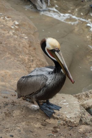 Portrait of pelican resting on rocks near La Jolla cove, San Deigo