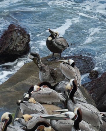 Triangle shaped flock of pelicans resting on rocks near La Jolla Cave, San Diego, California