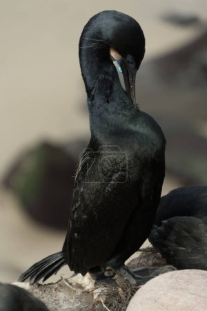 Portrait of Mating cormorant  at La Jolla Point during winter  season, San Diego, California