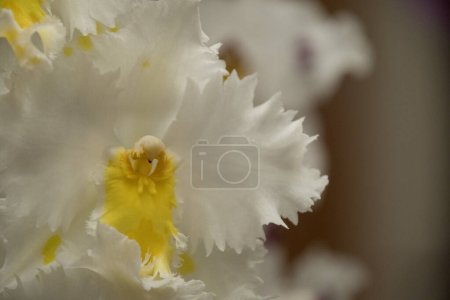 Close-up of white orchid with yellow pistil and brown and grey background
