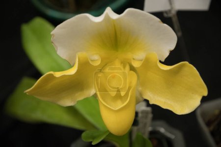 Téléchargez les photos : Gros plan de fleur d'orchidée blanche et jaune ressemblant à un visage souriant . - en image libre de droit