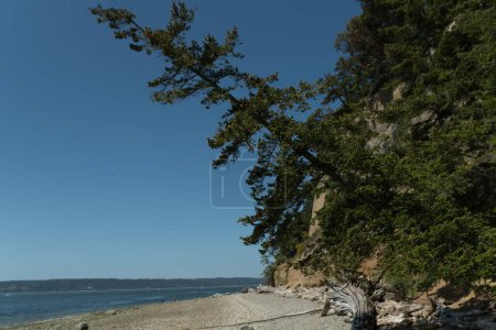 Almost fallen fir tree on slopes over Cama Beach over pebbles and driftwood bits, Camano Island