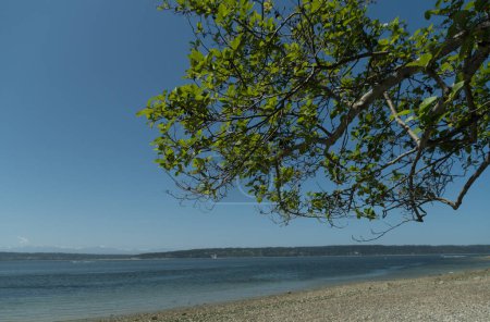 Elm marcos de rama Cama línea de surf playa, con Whidbey isla en el fondo, Camano State Park