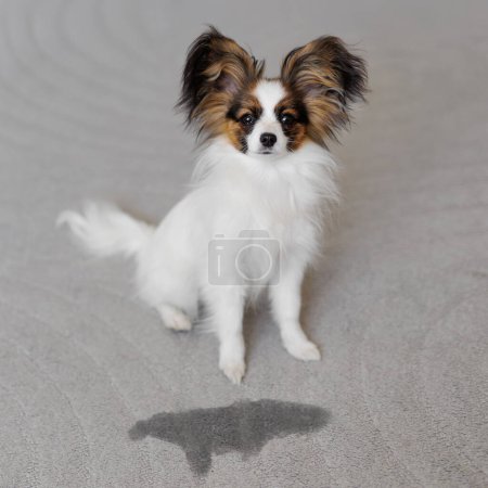 Téléchargez les photos : Animal de compagnie et problèmes - chien papillon mignon chiot assis sur le tapis près de l'endroit humide - en image libre de droit