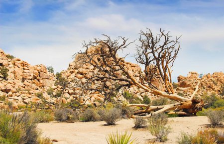 Photo for Dead tree with rocky hills in Joshua Tree National Park on on a sunny day - Royalty Free Image