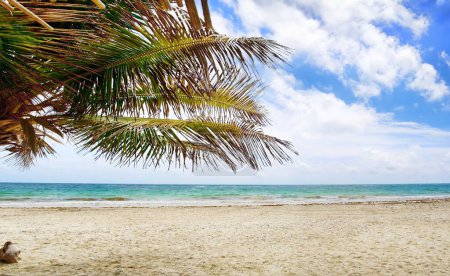 Photo for Tropical beach with palm tree on a sunny day - Royalty Free Image