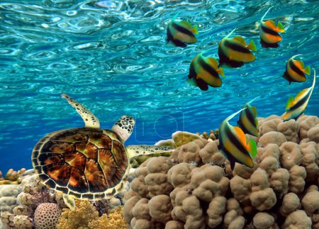 Téléchargez les photos : Tortue de mer verte nageant parmi les récifs coralliens colorés. Mer Rouge - en image libre de droit