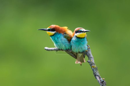 Color birds on a branch. The European bee-eater (Merops apiaster). Two birds arguing. Angry birds.