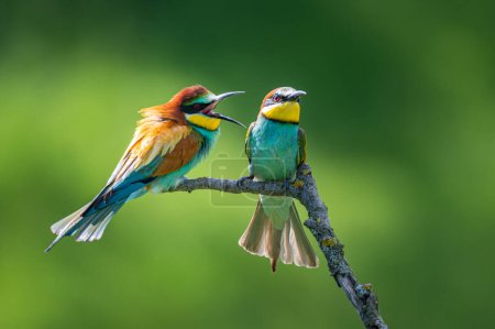 Der europäische Bienenfresser (Merops apiaster). Zwei Fliegen im Streit. Wütende Vögel. 