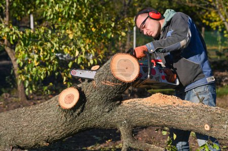 Foto de Un hombre sierra madera con una motosierra. cortar un tronco de árbol - Imagen libre de derechos