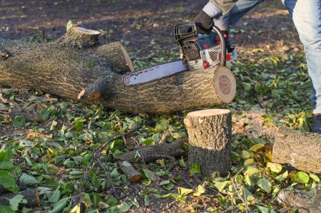 Téléchargez les photos : Scier un arbre dans le jardin avec une tronçonneuse. - en image libre de droit