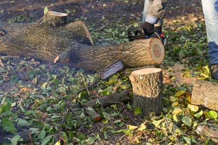 Foto de Sierra de cadena en el trabajo de cortar madera - Imagen libre de derechos