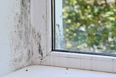 Photo for Mold in the corner of the window - Royalty Free Image