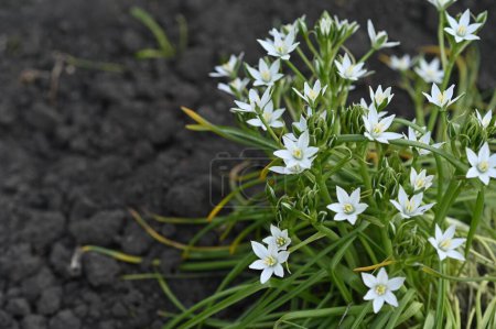 Photo for Ornithogalum umbellatum is a flowering plant with white flowers. - Royalty Free Image