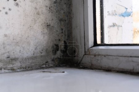 Mold or fungus on the wall near the window.