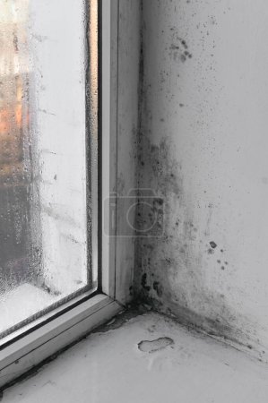 moisissure due à l'humidité élevée de la fenêtre