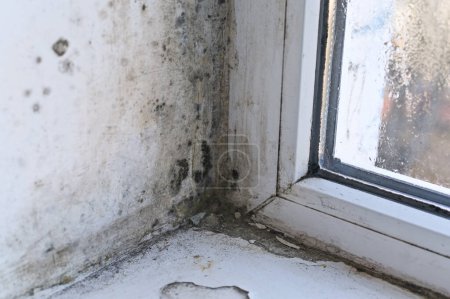 molde en la esquina de una ventana húmeda
