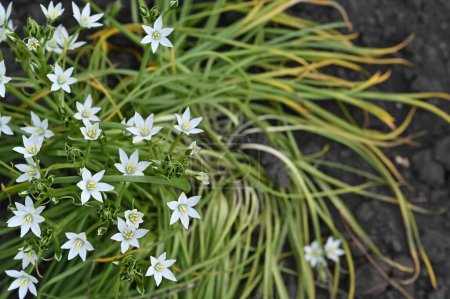 Photo for Spring bloom of ornithogalum. beautiful white flowers. - Royalty Free Image