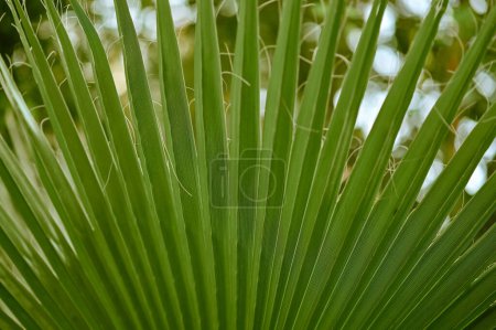 Das grüne Blatt einer tropischen Palme. 