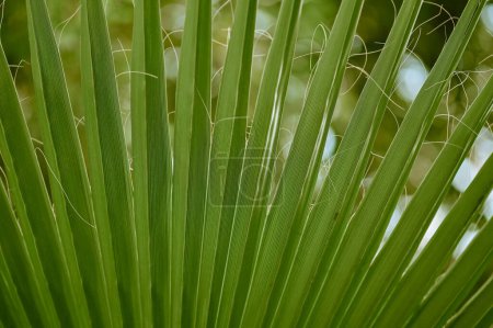 Das grüne Blatt einer tropischen Palme. Nahaufnahme