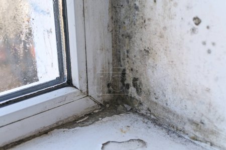 mold in the corner of the window