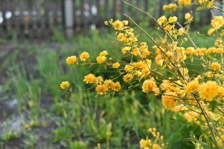 flores amarillas de kerria japonesa floreciendo en el jardín. Rosas japonesas 