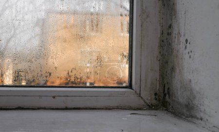 moisissure et moisissure apparaissent sur une fenêtre humide