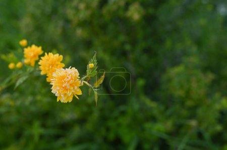 flores amarillas de kerria japonesa de cerca. antecedentes