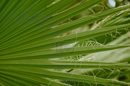 hoja texturizada de follaje de palma tropical. primer plano de fondo