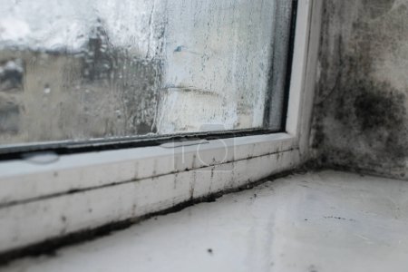 Molde cerca de la ventana de plástico debido a la humedad. vidrio húmedo