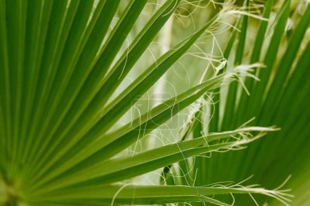 The green leaf of a palm tree. WASHINGTONIA FILIFERA. 