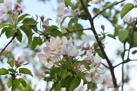 fondo flores de cerezo floreciendo en primavera.