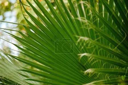 Das Blatt besteht aus tropischen Palmenblättern. Hintergrund