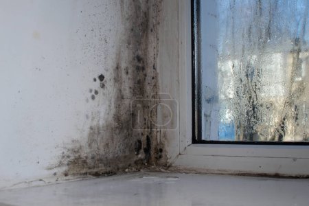 moisissure sur la fenêtre brouillée