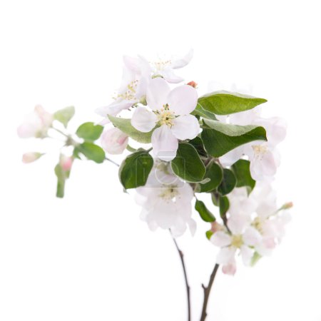 Foto de Rama floreciente del manzano con grandes flores de color blanco-rosa y hojas verdes aisladas sobre fondo blanco. Floración en primavera. - Imagen libre de derechos
