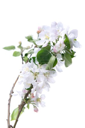 Téléchargez les photos : Branche florissante de pommier avec de grandes fleurs rose-blanc et des feuilles vertes isolées sur fond blanc. Floraison au printemps. - en image libre de droit