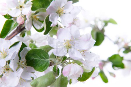 Téléchargez les photos : Branche florissante de pommier avec de grandes fleurs rose-blanc et des feuilles vertes isolées sur fond blanc. Floraison au printemps. - en image libre de droit