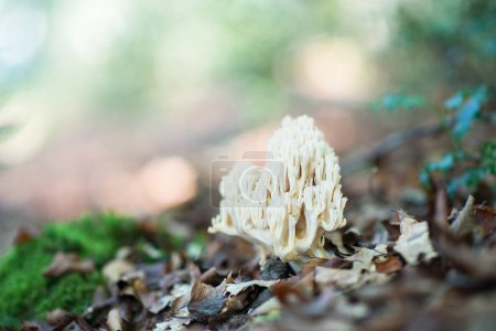 Photo for Deer horns mushroom. Bear paw mushroom. Coral yellow mushroom. Eatable mushroom grow in autumn forest among fallen leaves. - Royalty Free Image
