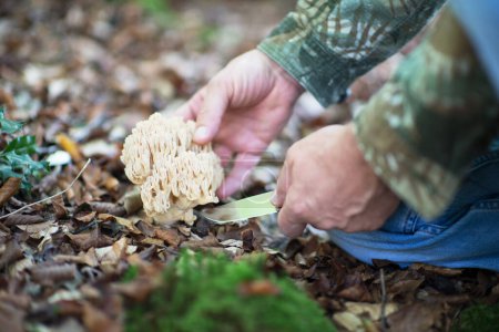 Photo for Man cuts with knife Deer horns mushroom. Bear paw mushroom. Coral yellow mushroom. Eatable mushroom grow in autumn forest among fallen leaves. - Royalty Free Image