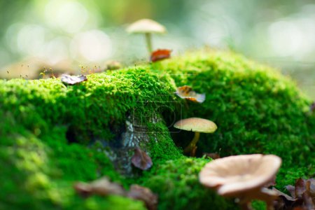 Téléchargez les photos : Champignon poussant parmi l'herbe et les feuilles tombées dans la forêt d'automne, foyer doux - en image libre de droit