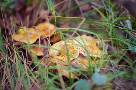 Foto de Chanterelles. Champiñones creciendo entre la hierba y las hojas caídas en el bosque de otoño, enfoque suave - Imagen libre de derechos